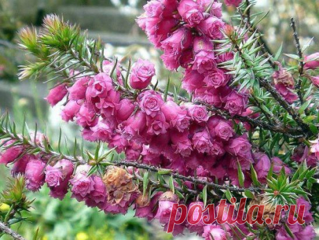 (39) Одноклассники