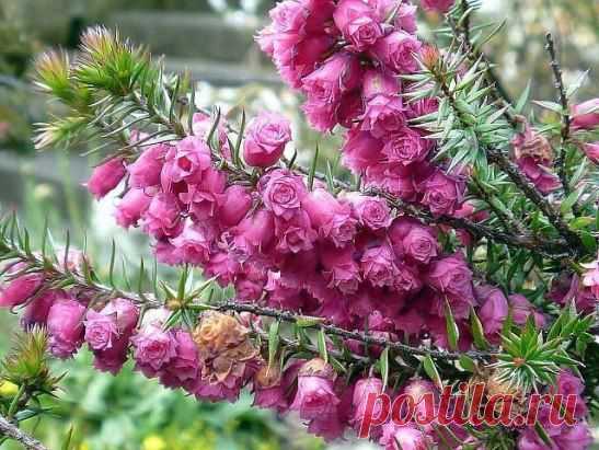 (39) Одноклассники