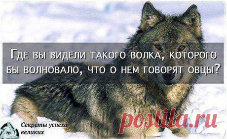 волк