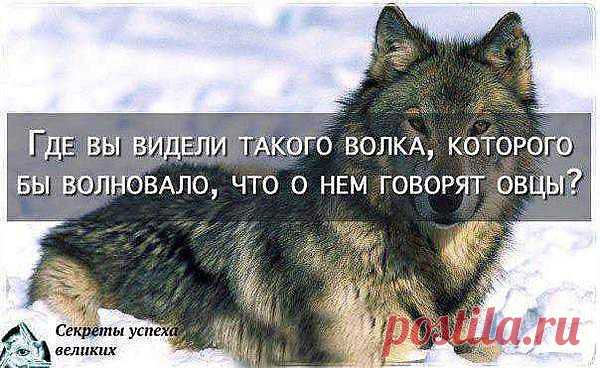 волк