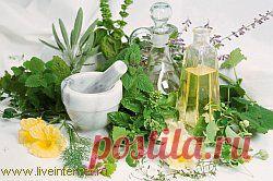 Зеленое вино для...СЕРДЦА.