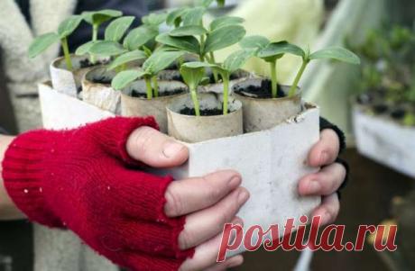 Как сделать много стаканчиков для рассады своими руками — Дачный участок