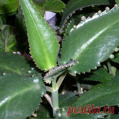 Лечение каланхоэ туберкулеза и других заболеваний