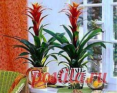 Гузмания - как ухаживать?