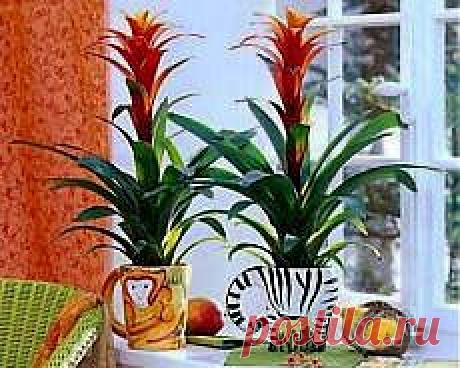 Гузмания - как ухаживать?