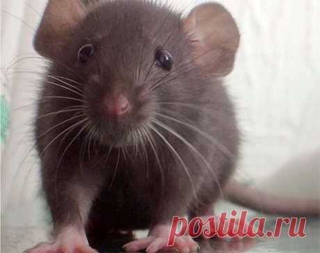 .МАЛ ДА УДАЛ: УСАТЫЙ СПАСИТЕЛЬ / Болталка / Разговоры на любые темы