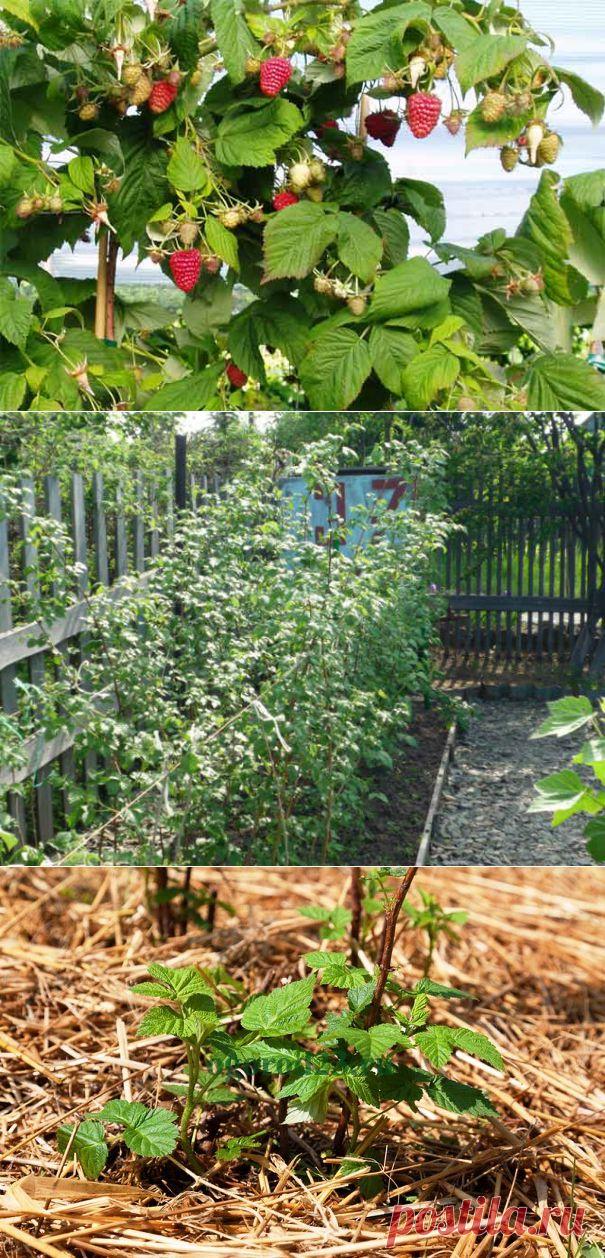 Укрощение "строптивой" малины. Советы садоводу