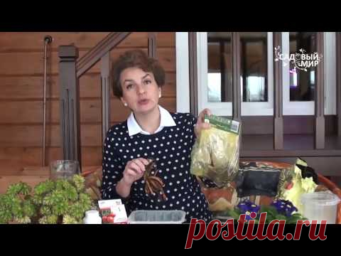 Растения для тени  Дицентра, или разбитое сердце