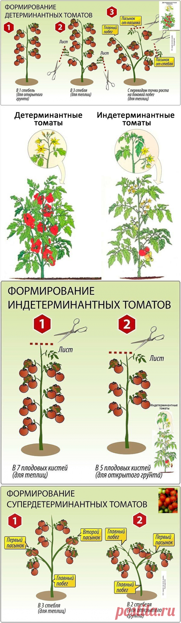 Шпаргалка для начинающих дачников. Как формировать томатные кусты. | От скуки на все руки.   | Яндекс Дзен