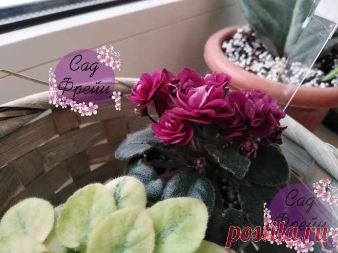 Все мои 13 фиалок, которыми я 