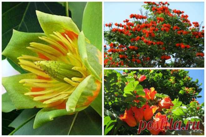 Чудеса природы / Научный хит