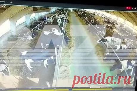 Попадание снаряда ВСУ в коровник с животными под Курском сняли на видео. Момент удара Вооруженных сил Украины по приграничному селу Елизаветовка Курской области сняли на видео. Издание Baza в своем Telegram-канале публикует запись попадания снаряда в коровник. На опубликованных кадрах видно, как снаряд пробивает стену помещения. В результате удара погибли десятки животных.