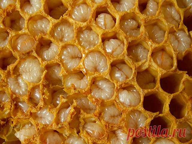 Трутневое молочко: лечебные свойства, как принимать, что это такое Почти все слышали о маточном молочке, но о существовании трутневого молочка знают единицы. Это продукт, изготавливаемый из трутневого расплода.