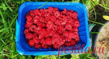 Растения компаньоны для малины Малина – один из самых популярных садовых многолетников, который при хорошем уходе будет приносить урожай сладких ягод до 20 лет. Но не оставлять же садовую фаворитку без зеленых компаньонов? Давайте рассмотрим несколько вариантов