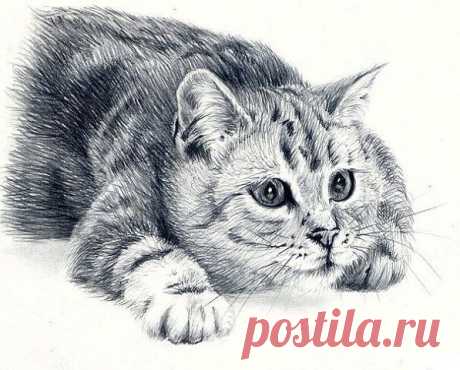 кот нарисованный карандашом