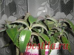 > Каланхоэ - Лечебный каланхоэ