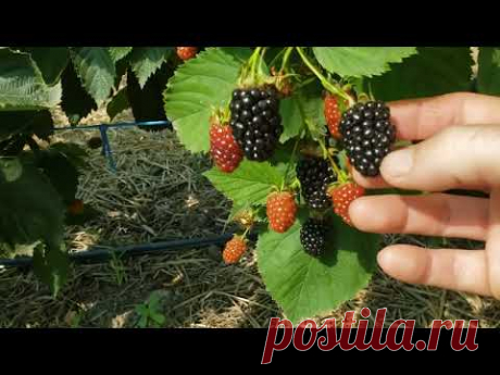 Обзор сортов ежевики Бжезина, Небеса и Вошито.