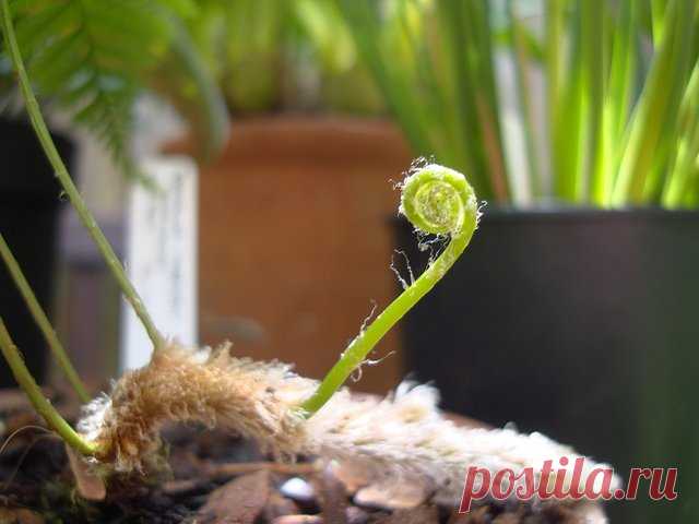 Даваллия: фото, советы и рекомендации по уходу | flori-da.ru