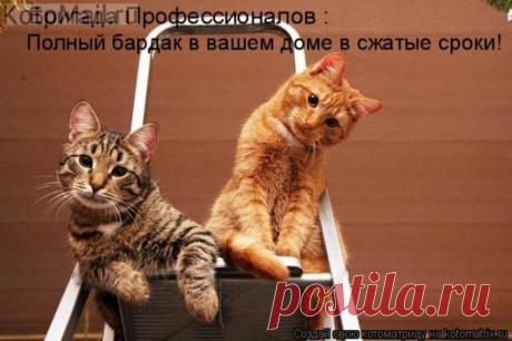 Профессионалы.