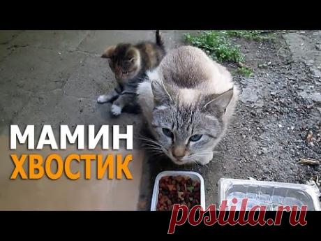 Мамин хвостик - лучшая игрушка! - YouTube