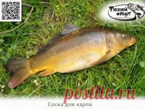 Соска для карпа