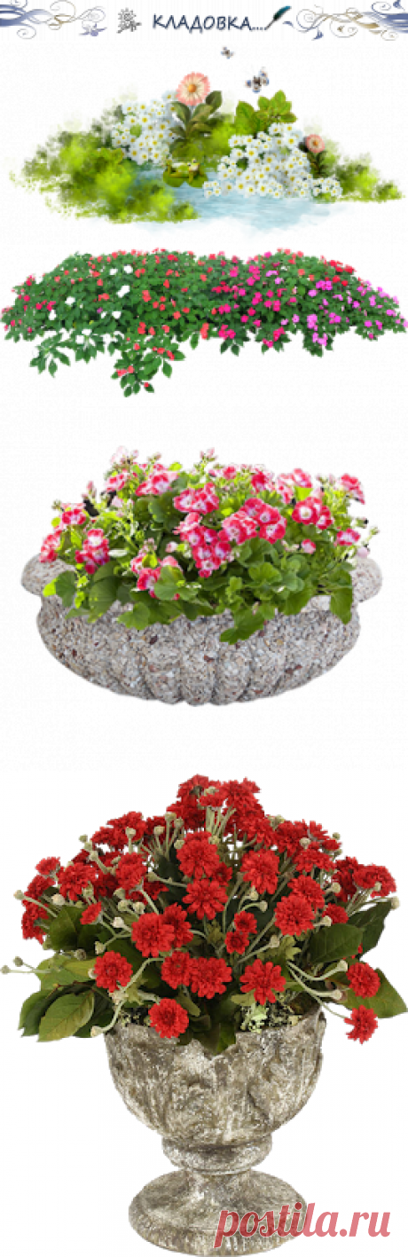 Кладовка...: Цветы - кусты -png- на прозрачном фоне