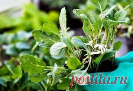 Как вырастить рассаду брюссельской капусты в домашних условиях В этой статье поговорим о том, как вырастить рассаду брюссельской капусты своими руками в домашних условиях.  Как садить семена, выбирать почву, ухаживать