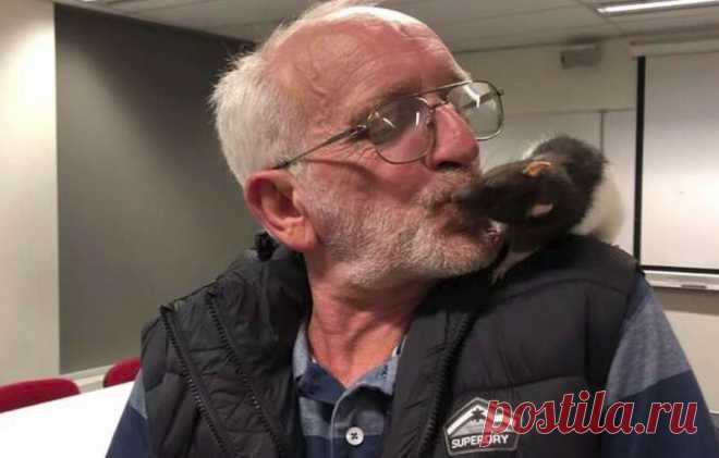 История бездомного Криса и крысы Люси : продолжение Они стали одной из достопримечательностей Сиднея в Австралии. Бездомный Крис и его ручная крыса Люси изо дня в день сидели на улица, прохожие с