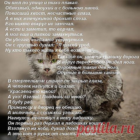 Стихи о кошках