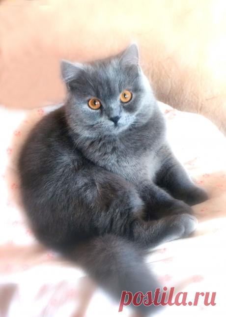 Ласковый комочек пуха.