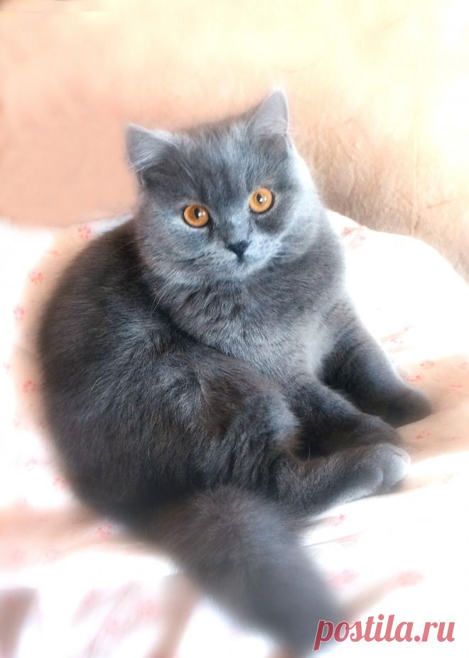 Ласковый комочек пуха.