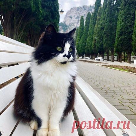 Симеизский красавец.