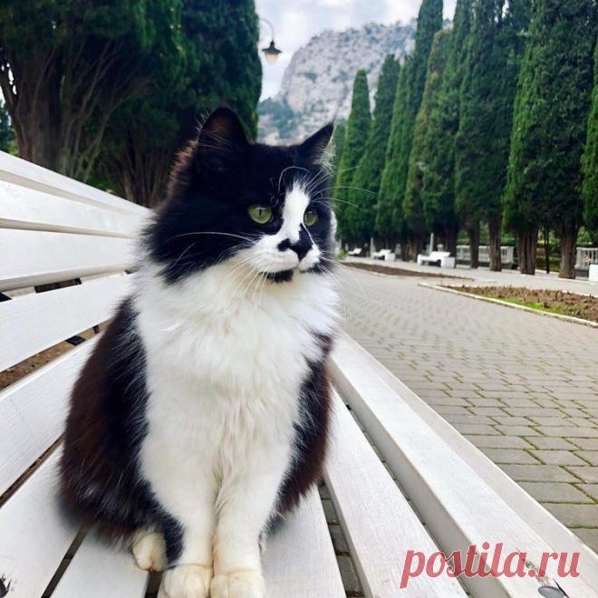 Симеизский красавец.