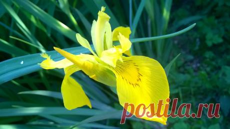 Another Iris flower - Clickasnap - The world's largest, free to use, paid per view, image sharing platform