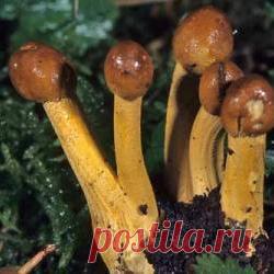 Что такое гриб кордицепс Его удивительные свойства. Невзрачный, непрезентабельный на вид гриб кордицепс обладает удивительными свойствами. Он ценится буквально на вес золота. По своим основным свойствам кордицепс уникальный антиоксидант. Ученые пытались наладить его промышленное массовое выращивание, но не получилось. Растет и размножается гриб только в естественной среде, где есть  необходимое количество видов насекомых. А вот для чего нужны насекомые, читаем ...