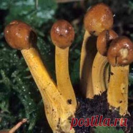 Что такое гриб кордицепс Его удивительные свойства. Невзрачный, непрезентабельный на вид гриб кордицепс обладает удивительными свойствами. Он ценится буквально на вес золота. По своим основным свойствам кордицепс уникальный антиоксидант. Ученые пытались наладить его промышленное массовое выращивание, но не получилось. Растет и размножается гриб только в естественной среде, где есть  необходимое количество видов насекомых. А вот для чего нужны насекомые, читаем ...