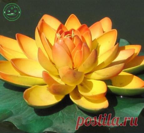 Мини-Многолетние-Цветы-Семена-Золотой-цвета-лотоса-семена-Научит-вас-посадить-семена-Лотоса-Семена-водяной-Лилии.jpg (670×620)
