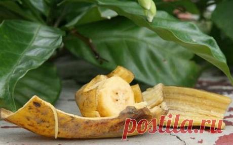 10 интересных идей использования банановой кожуры