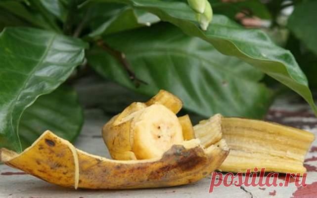 10 интересных идей использования банановой кожуры