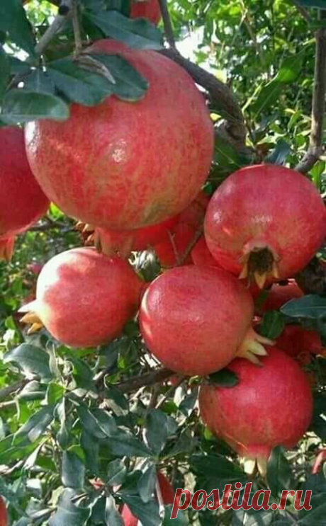 Ягодка   вкусная  ..