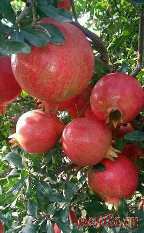 Ягодка   вкусная  ..
