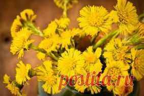 Мать-и‑мачеха обыкновенная: свойства, польза и лечебное применение