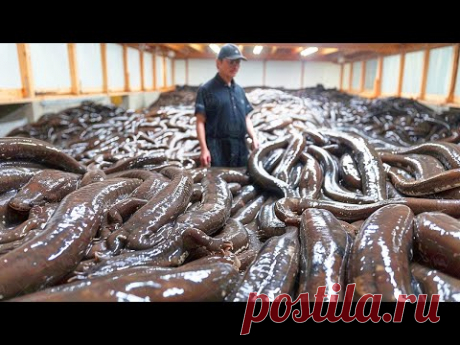 ЯПОНИЯ НИКОГДА НЕ БУДЕТ ЭТИХ ЖИВОТНЫХ ОПЯТЬ - YouTube