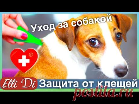 ЗАЩИТА СОБАКИ ОТ КЛЕЩЕЙ | УХОД ЗА СОБАКОЙ | ELLI DI