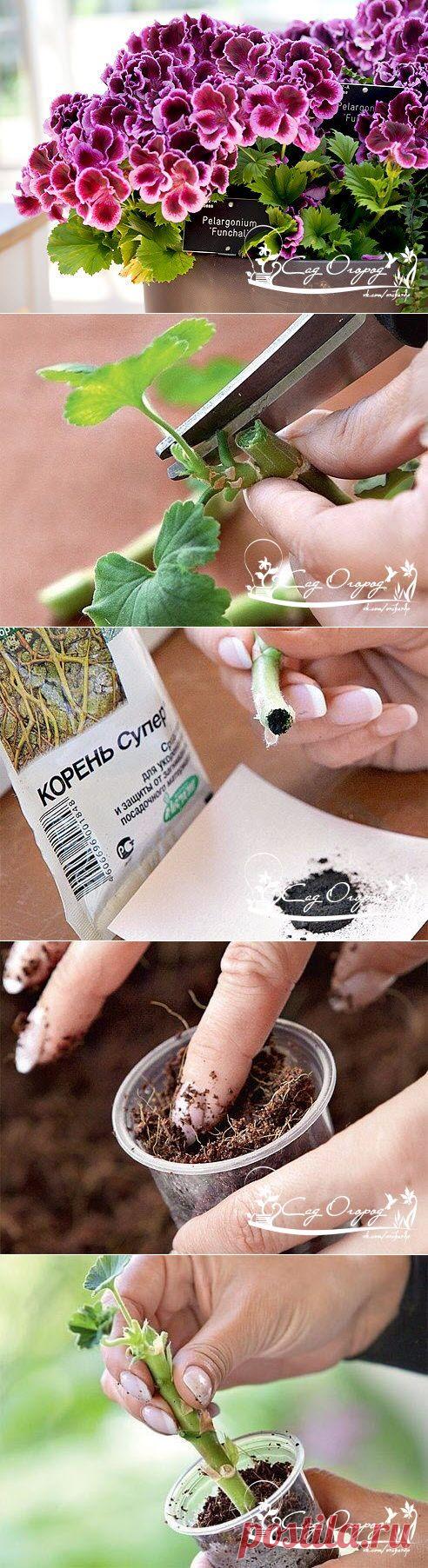Как размножить пеларгонию черенками и сформировать из них красивый куст