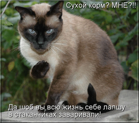 Сухой корм? Мне??! Да шоб вы всю жизнь.. - анимационные картинки и gif открытки