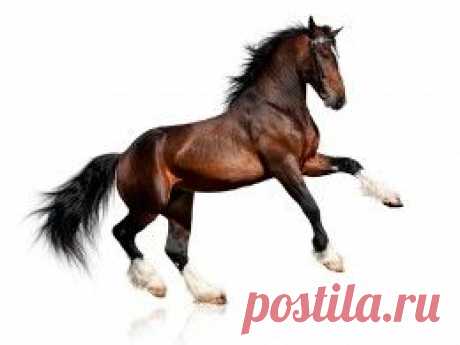 Животные обои (15339 фото) для рабочего стола, скачать картинки