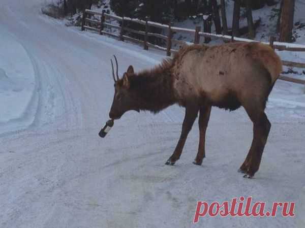 (10) Твиттер
