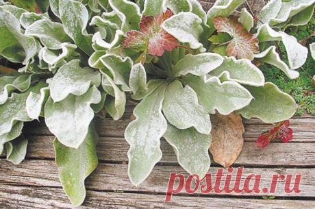 Звёзды предзимья. Вот какие растения способны украсить лишённый красок сад 
Участок может выглядеть привлекательно даже в самое тоскливое и тёмное время года. Среди декоративных растений найдётся немало «супергероев», способных украсить собой безрадостный, лишённый красок са…