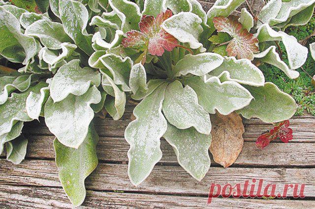 Звёзды предзимья. Вот какие растения способны украсить лишённый красок сад 
Участок может выглядеть привлекательно даже в самое тоскливое и тёмное время года. Среди декоративных растений найдётся немало «супергероев», способных украсить собой безрадостный, лишённый красок са…